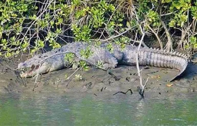 crocodile spotting in goa