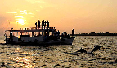 Dolphin Cruises in Goa