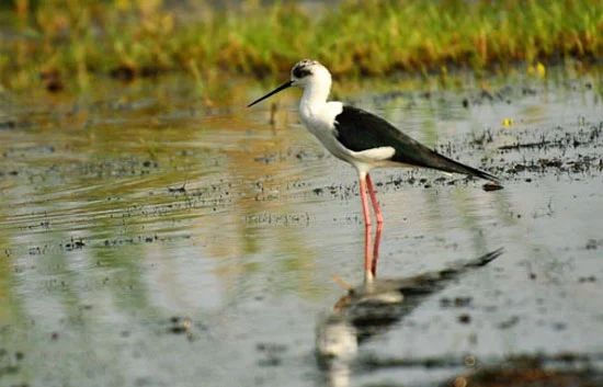 bird watching cruise goa