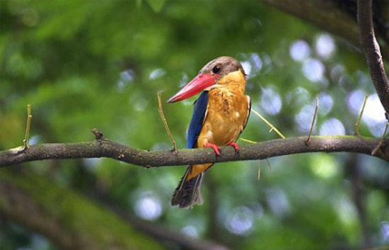 bird watching cruise in goa,cruises in goa