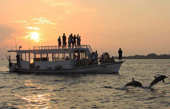 dolphin trip goa