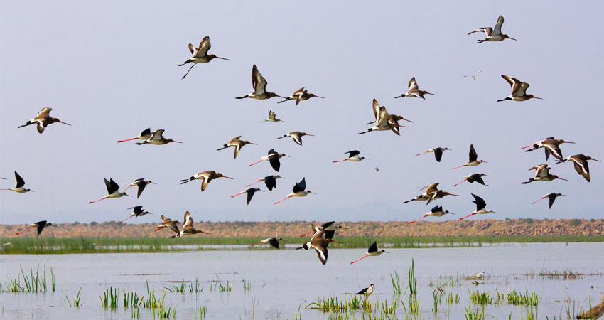 bird watching trip in goa