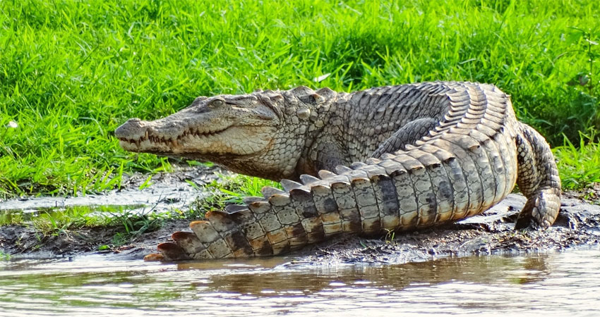 crocodile spotting in goa