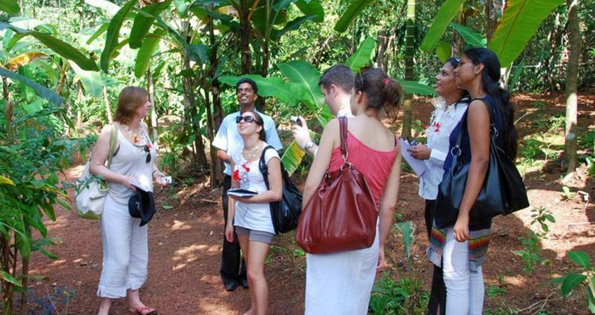 spice plantation in goa