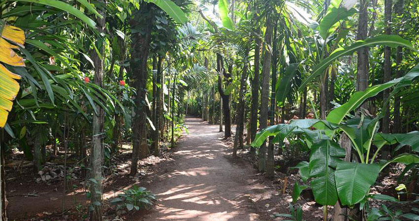 spice plantation in goa