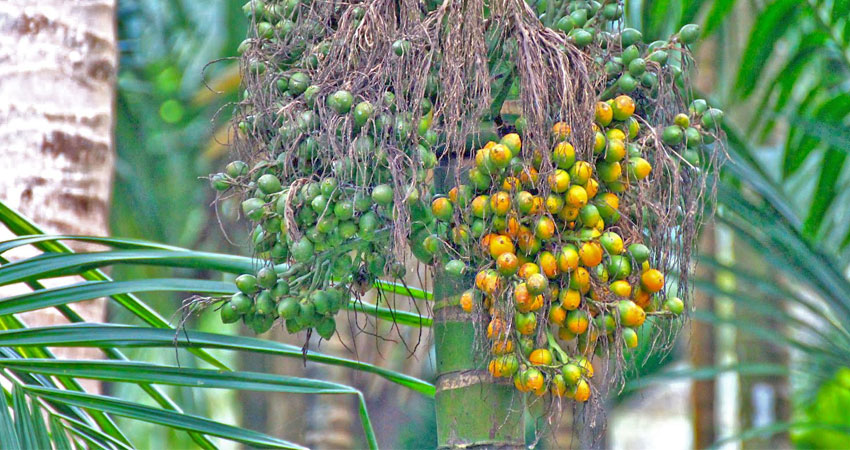 spice plantation in goa